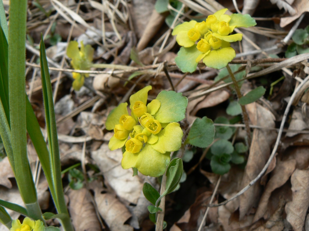 Изображение особи Chrysosplenium sibiricum.