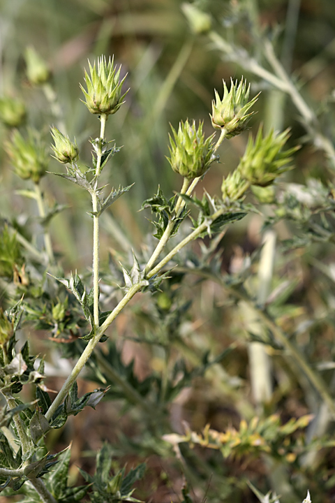 Image of Cousinia minkwitziae specimen.