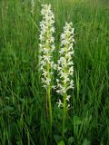 Platanthera bifolia. Побеги с соцветиями. Томск, окр. ж.-д. ст. Томск-Северный, суходольный луг. 20.06.2008.