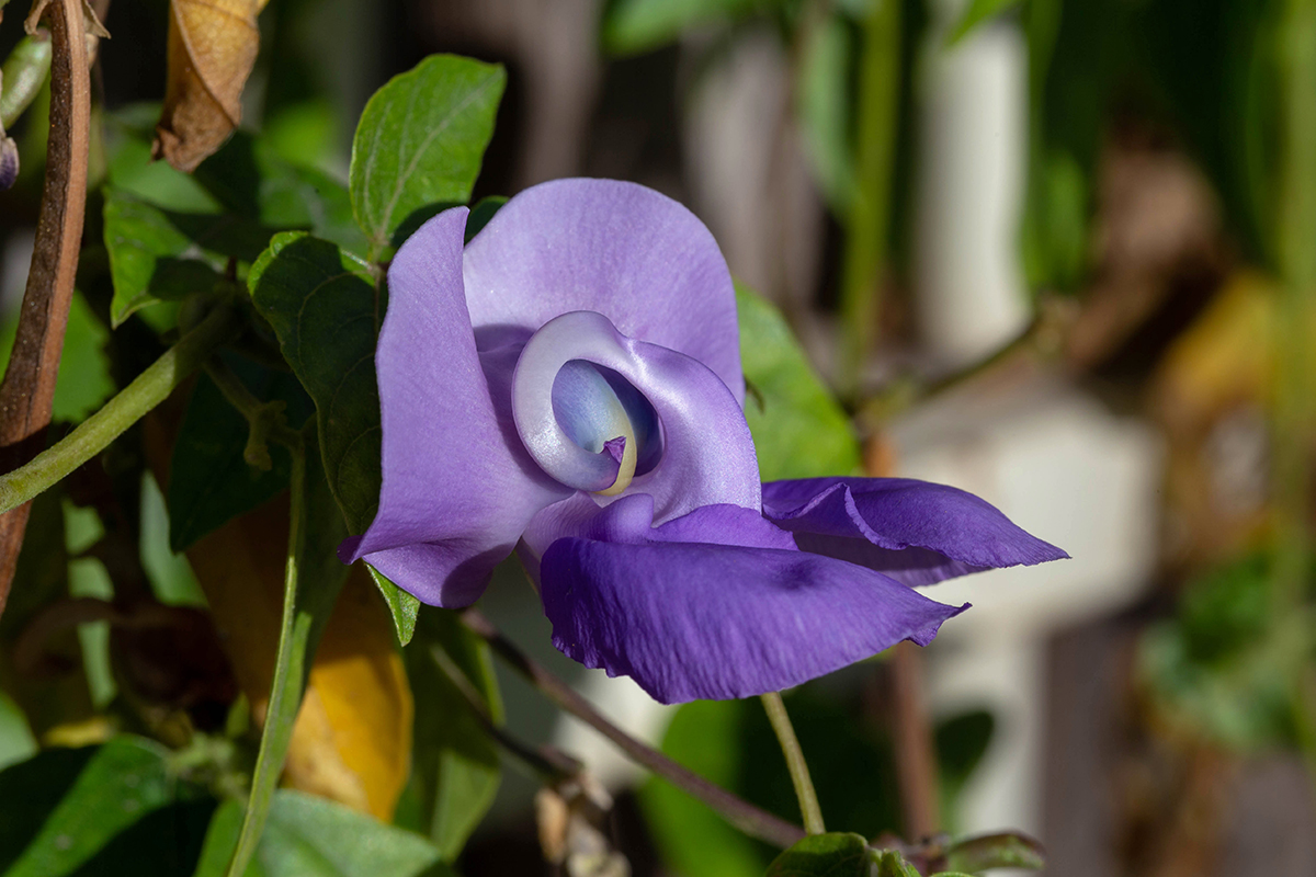 Image of Vigna speciosa specimen.