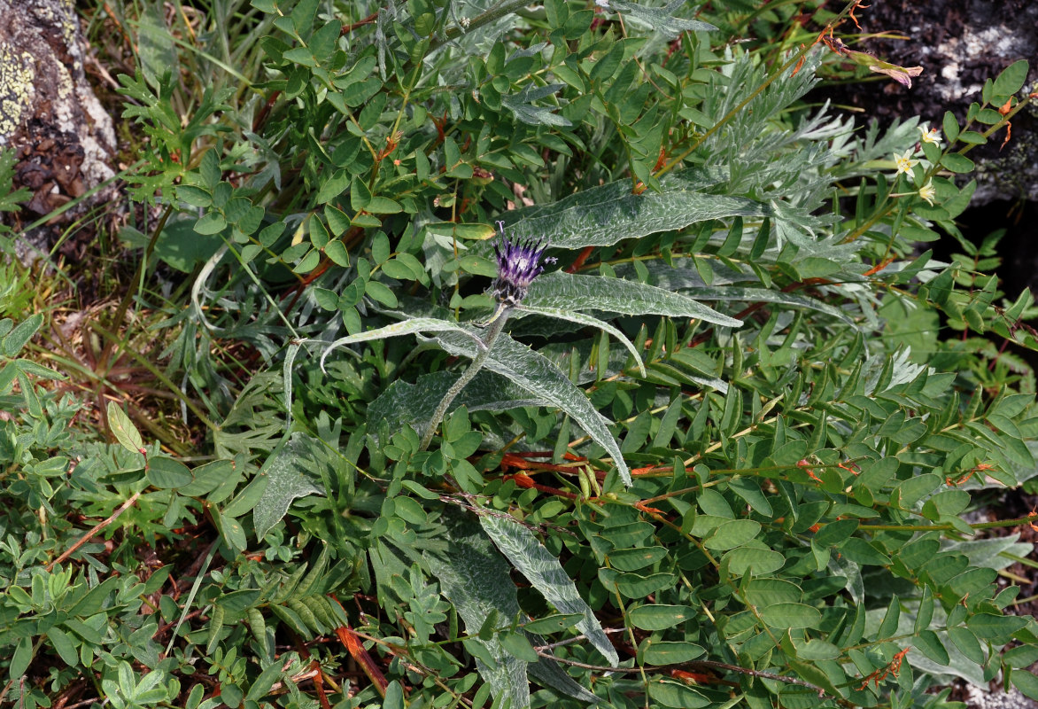 Изображение особи Saussurea tomentosa.