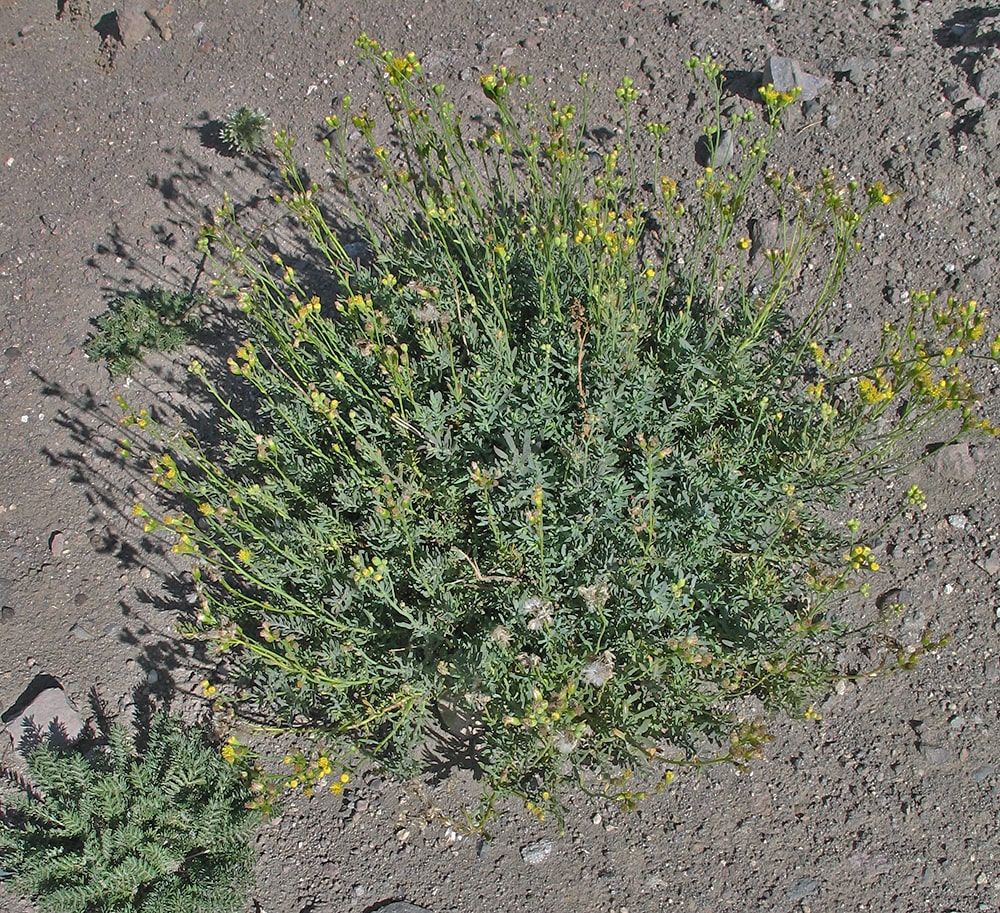 Изображение особи Senecio subumbellatus.