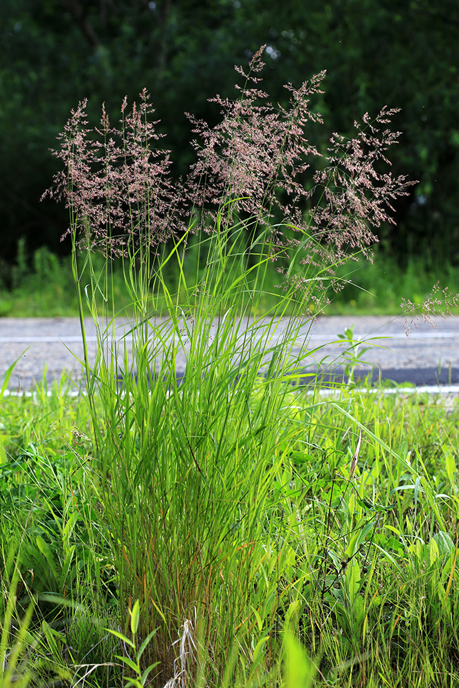 Изображение особи Calamagrostis angustifolia.