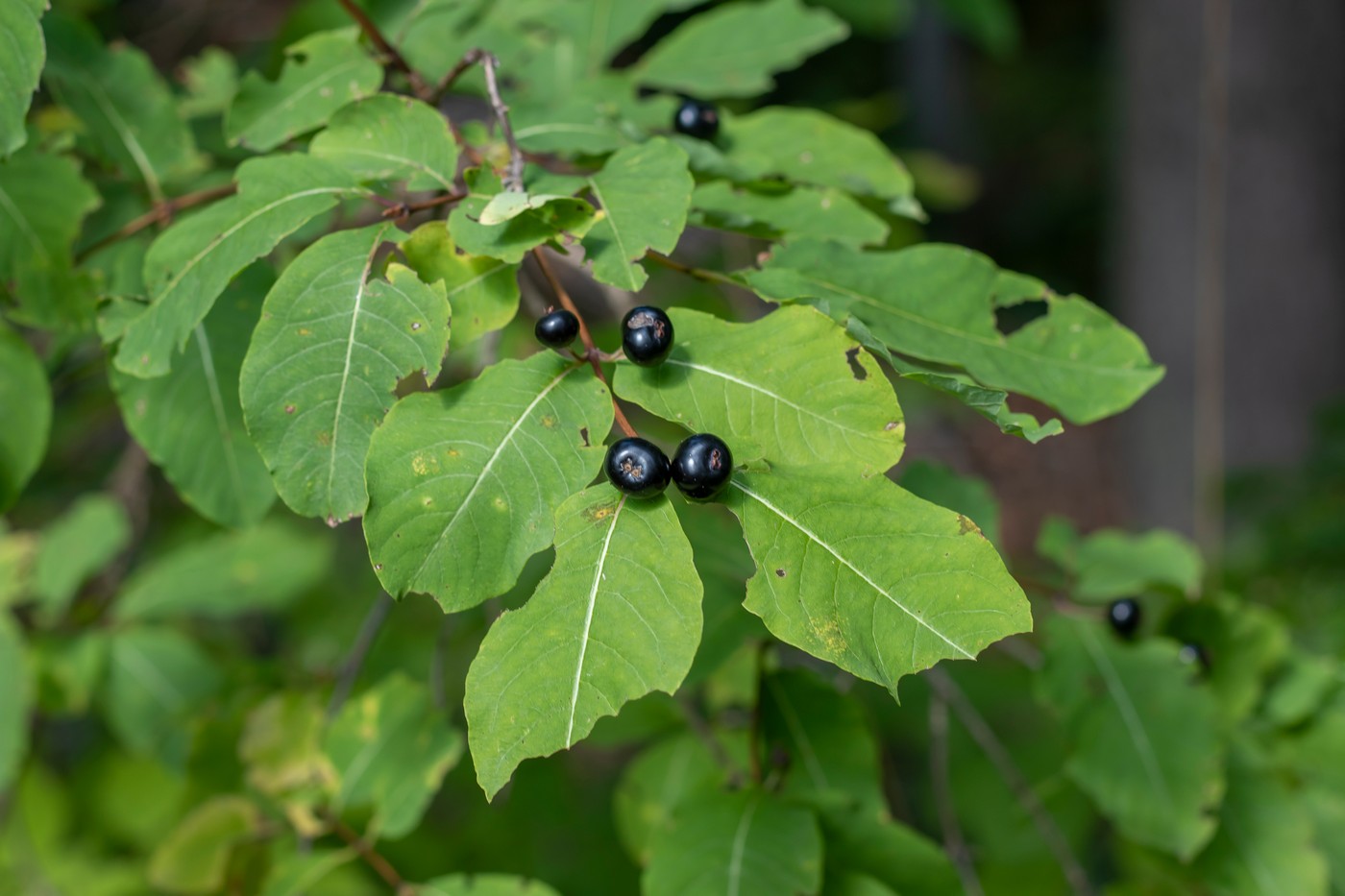 Изображение особи Lonicera orientalis.