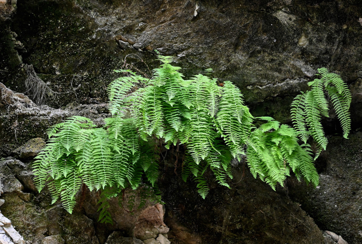 Изображение особи Woodsia caucasica.