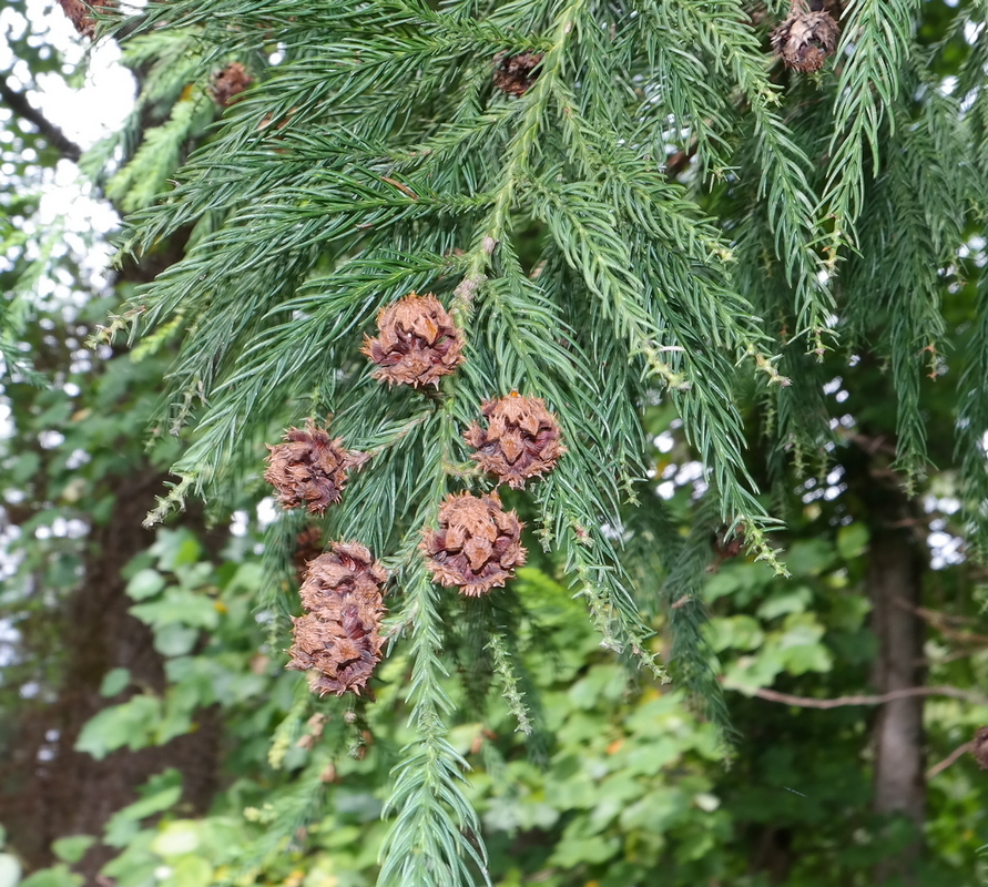 Image of Cryptomeria japonica specimen.