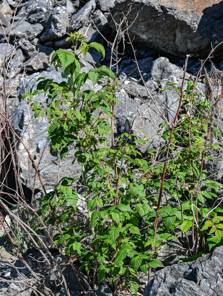 Изображение особи Rubus idaeus.