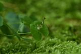 Euphorbia macroceras