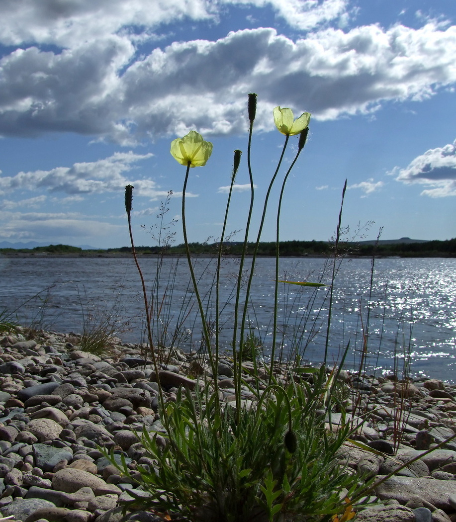 Image of Papaver lapponicum specimen.