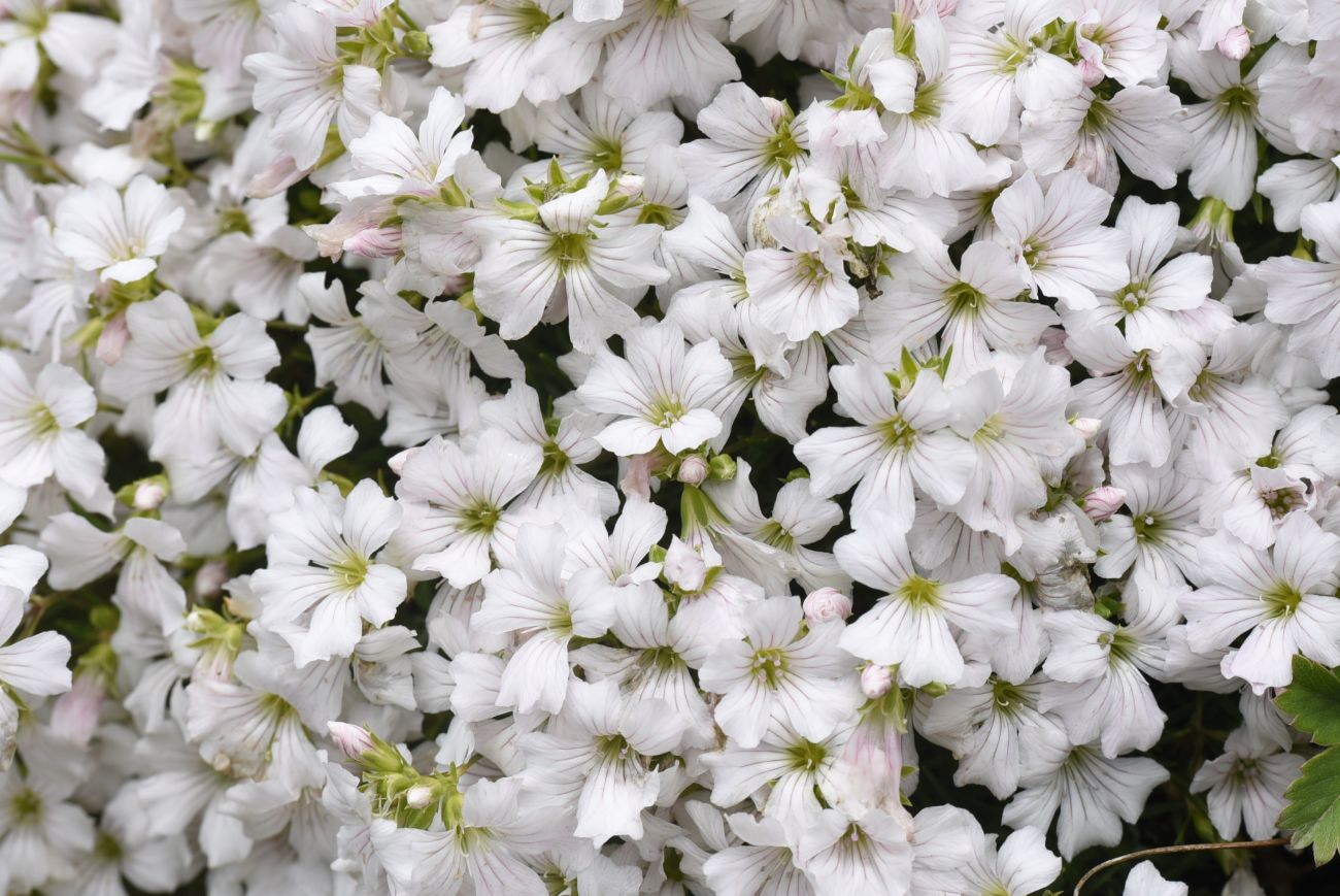 Image of Gypsophila tenuifolia specimen.