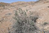 Convolvulus fruticosus. Вегетирующее растение. Узбекистан, Каракалпакия, хр. Султан-Уиздаг, щебнистый склон. 8 апреля 2023 г.