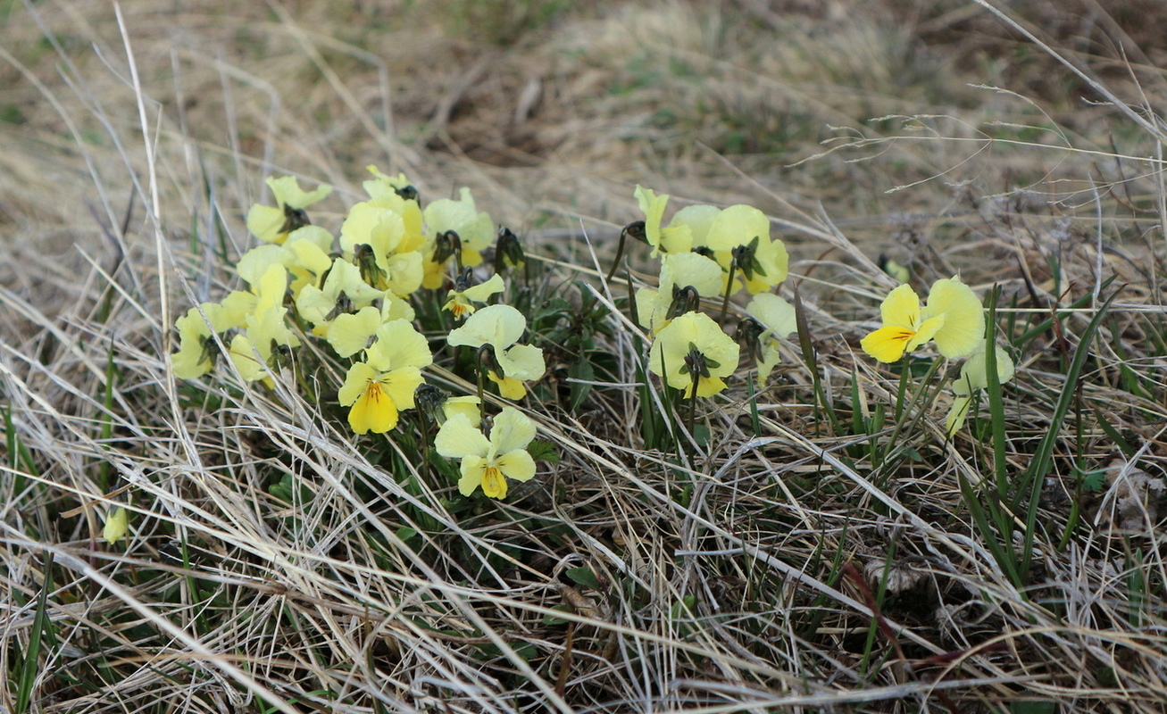 Изображение особи Viola oreades.