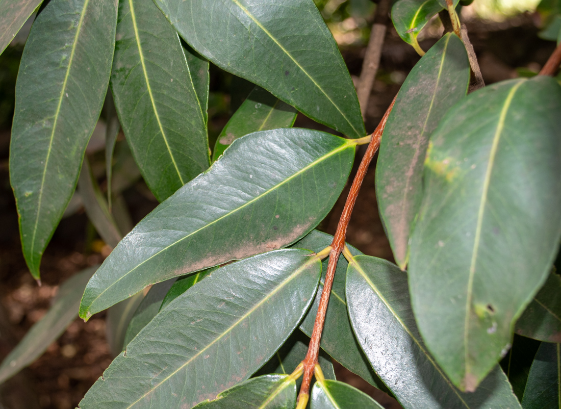 Image of Syzygium jambos specimen.