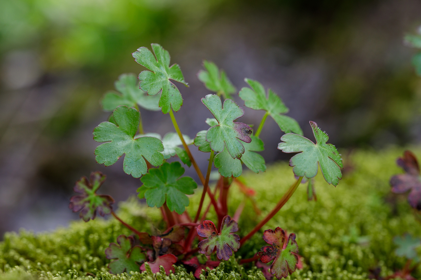 Image of Geranium lucidum specimen.