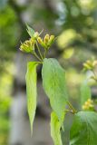 Lonicera ferdinandi. Верхушка побега с соцветиями. Санкт-Петербург, Курортный р-н, г. Сестрорецк, парк \"Дубки\". 23.06.2023.