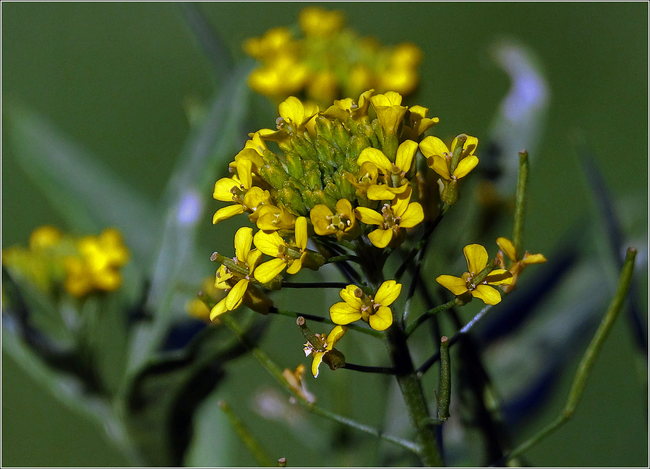 Image of Erysimum cheiranthoides specimen.