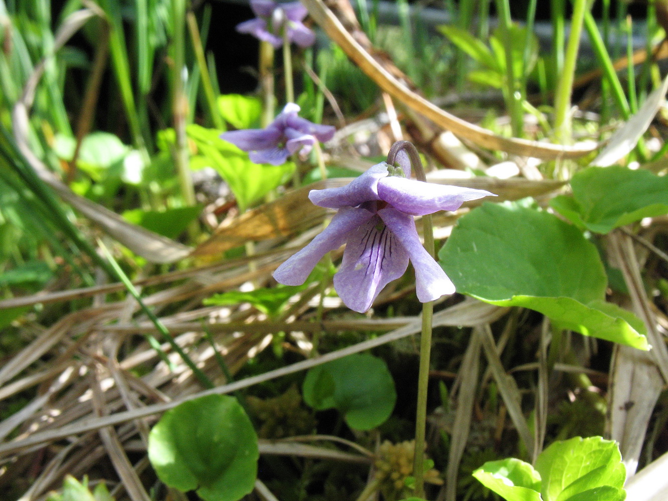 Изображение особи Viola epipsiloides.