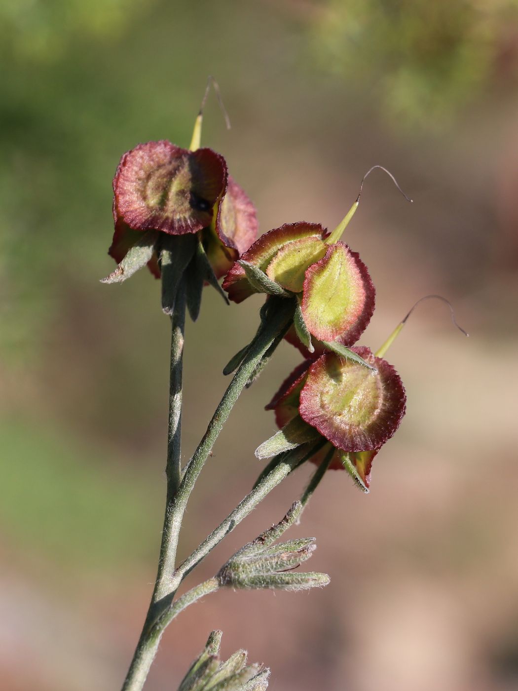 Изображение особи Rindera fornicata.