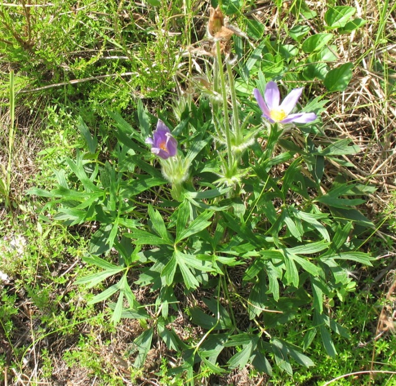 Image of Pulsatilla patens specimen.