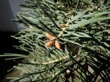 Смотреть изображение Abies concolor