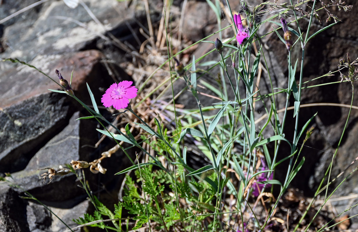 Изображение особи Dianthus versicolor.