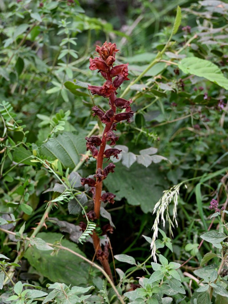 Image of Orobanche alba ssp. xanthostigma specimen.