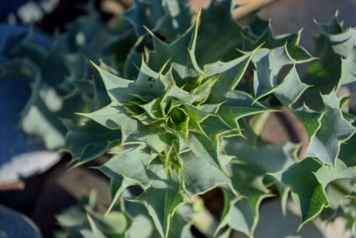 Изображение особи Eryngium maritimum.