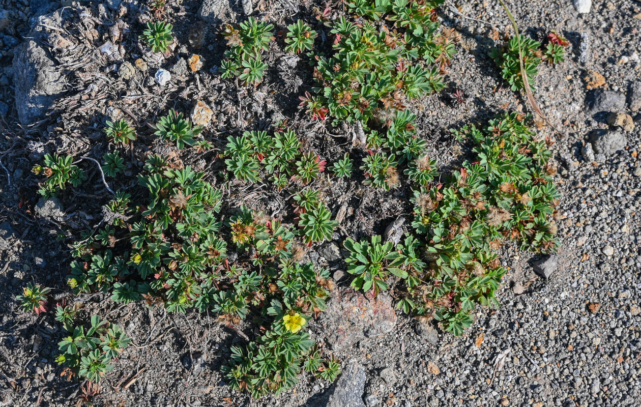 Image of Potentilla miyabei specimen.