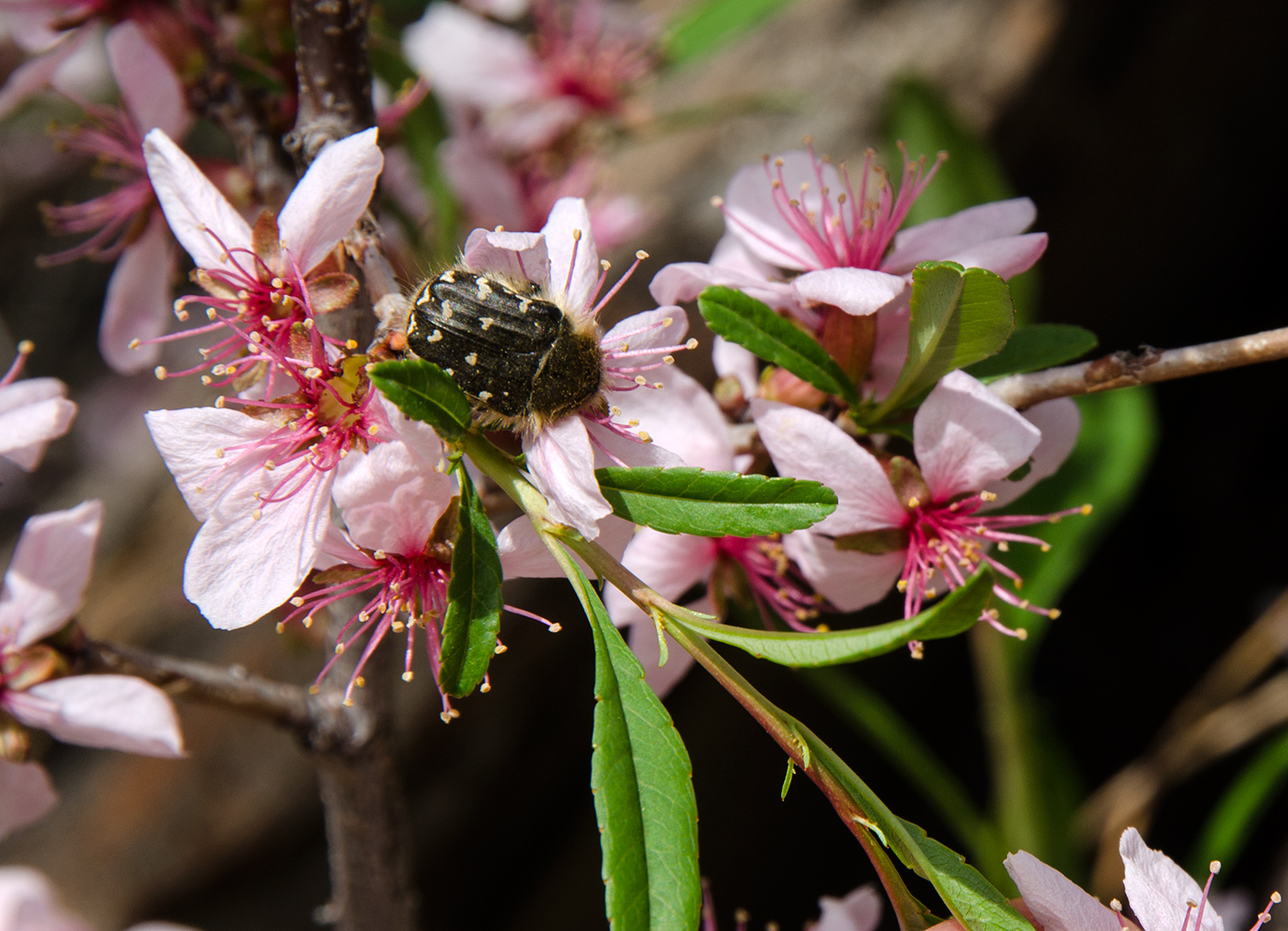 Изображение особи Amygdalus nana.