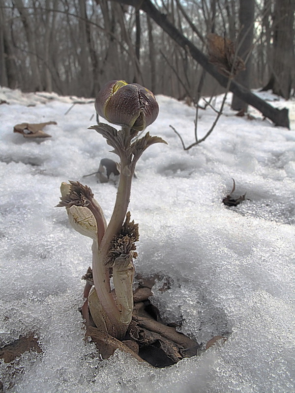 Изображение особи Adonis amurensis.