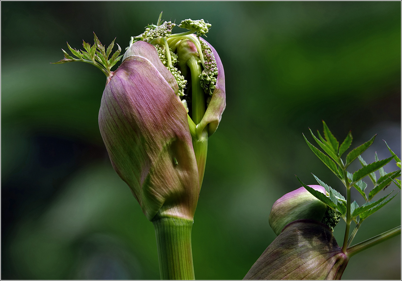 Изображение особи Angelica sylvestris.