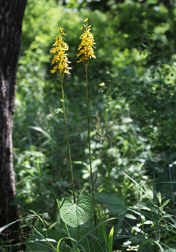 Image of Ligularia splendens specimen.