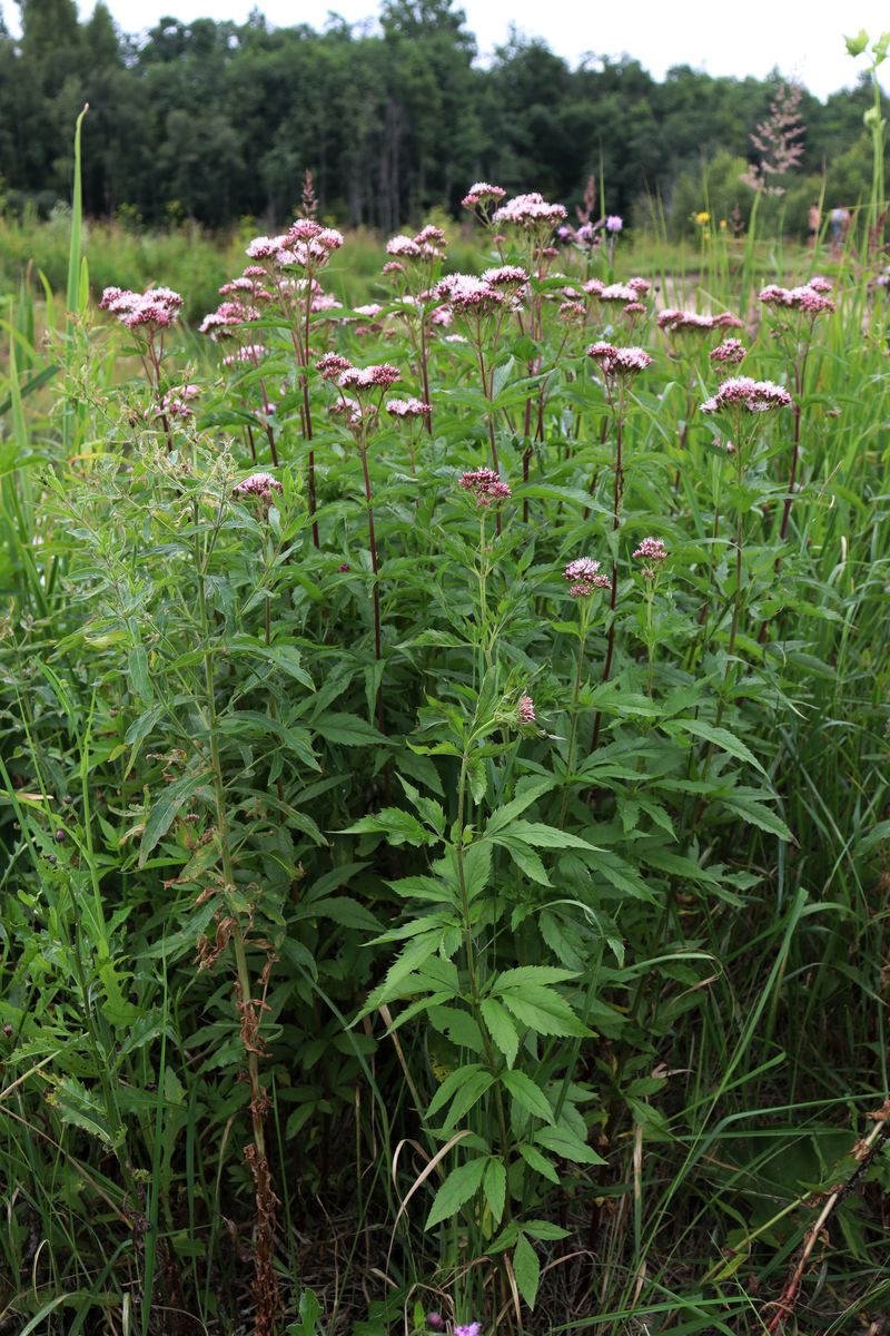 Изображение особи Eupatorium cannabinum.