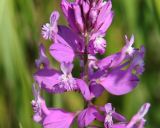 Polygala major