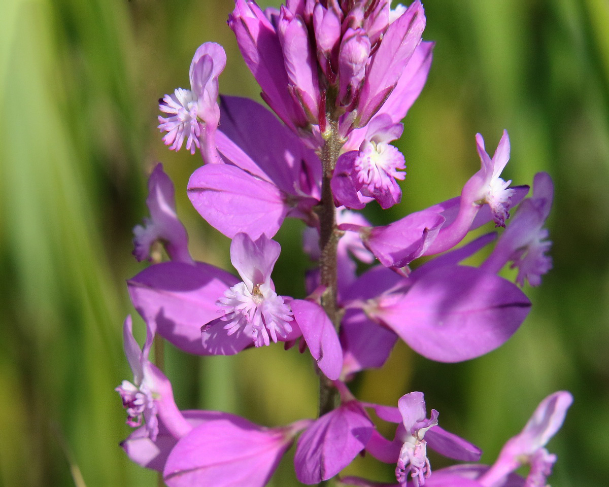 Image of Polygala major specimen.