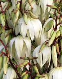 Yucca gloriosa. Цветки и бутоны. Краснодарский край, м/о Анапа, окр. станицы Благовещенская, начало Бугазской косы, перед отелем. 09.06.2021.