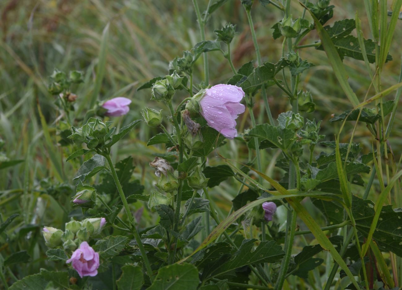 Изображение особи семейство Malvaceae.