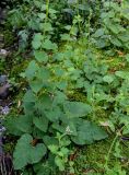 Campanula transcaucasica. Растения с развивающимися бутонами. Армения, обл. Лори, окр. г. Алаверди, монастырь Санаин, ≈ 1000 м н.у.м., опушка лиственного леса. 24.06.2022.