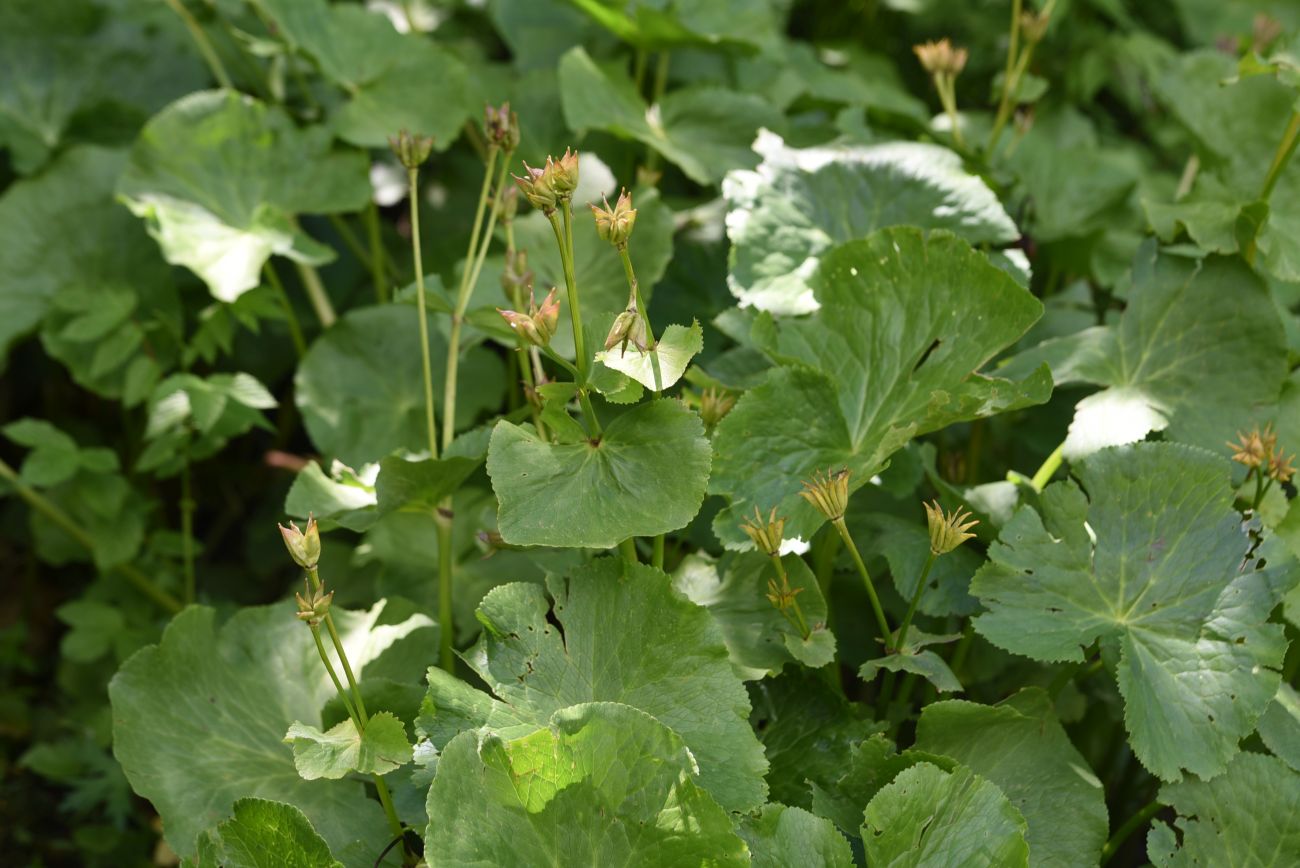 Image of Caltha polypetala specimen.