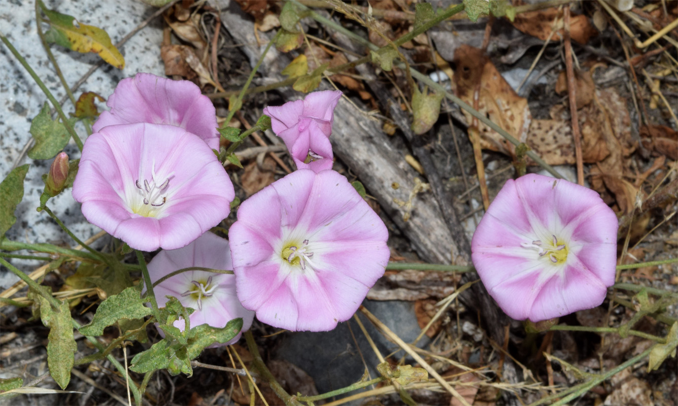 Изображение особи Convolvulus arvensis.