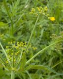 familia Apiaceae. Часть соцветия. Карачаево-Черкесия, Зеленчукский р-н, гора Джисса, ≈ 1600 м н.у.м., субальпийский луг. 14.06.2024.