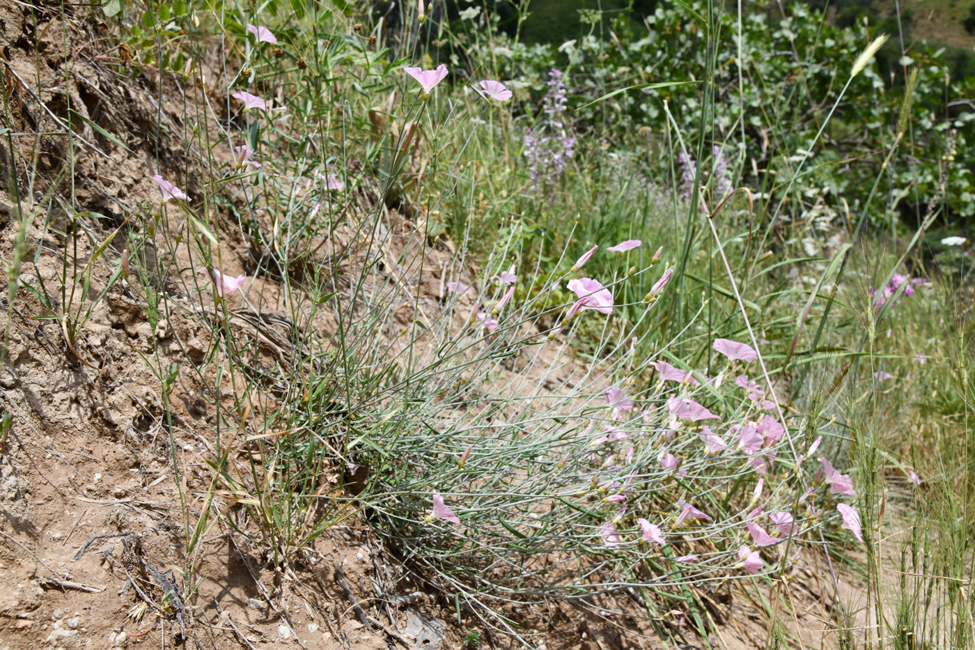 Изображение особи Convolvulus pseudocantabrica.