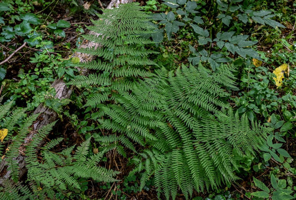 Image of Athyrium filix-femina specimen.