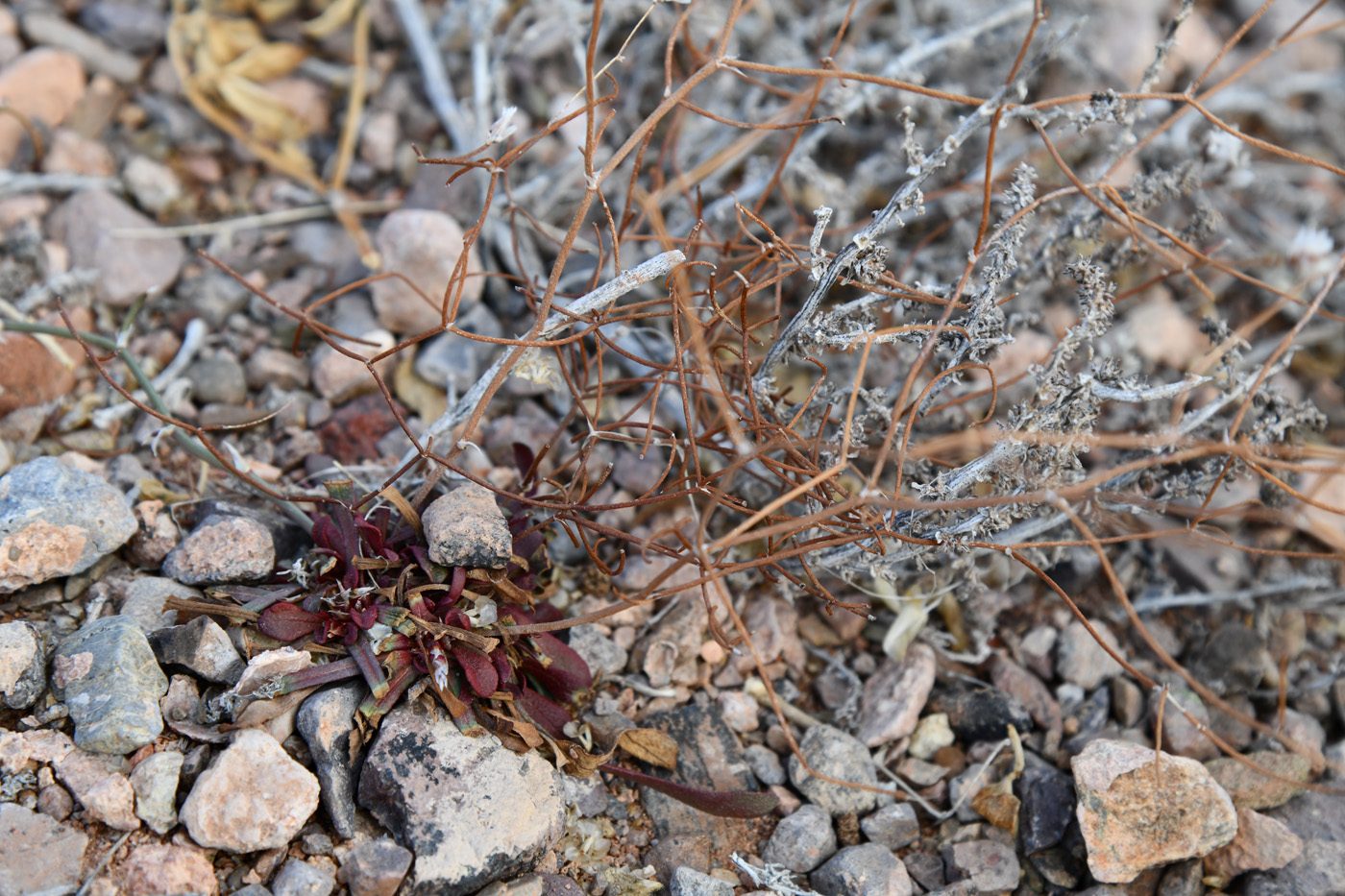 Image of Limonium michelsonii specimen.