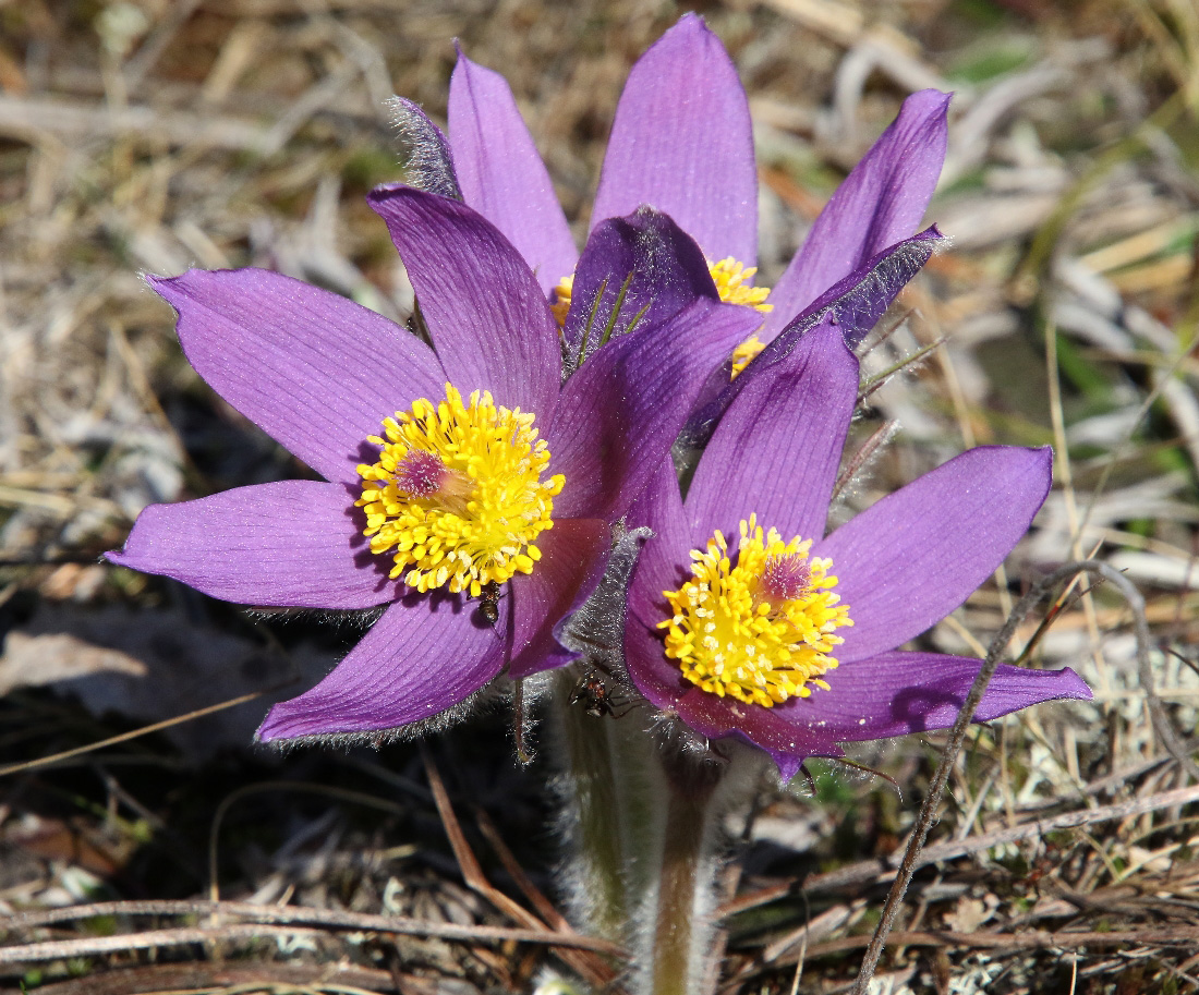 Image of Pulsatilla patens specimen.