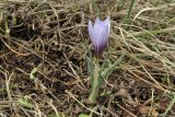 Crocus tauricus. Цветущее растение. Крым, г. Симферополь, окр. мкр-на Пневматика, куэста, луг. 20.02.2024.