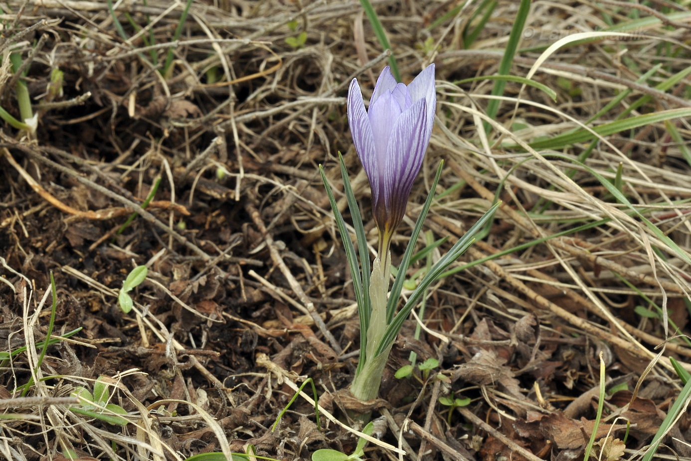 Изображение особи Crocus tauricus.