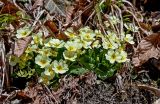 Primula vulgaris