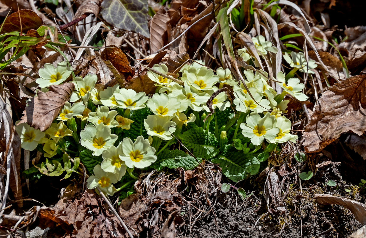 Image of Primula vulgaris specimen.