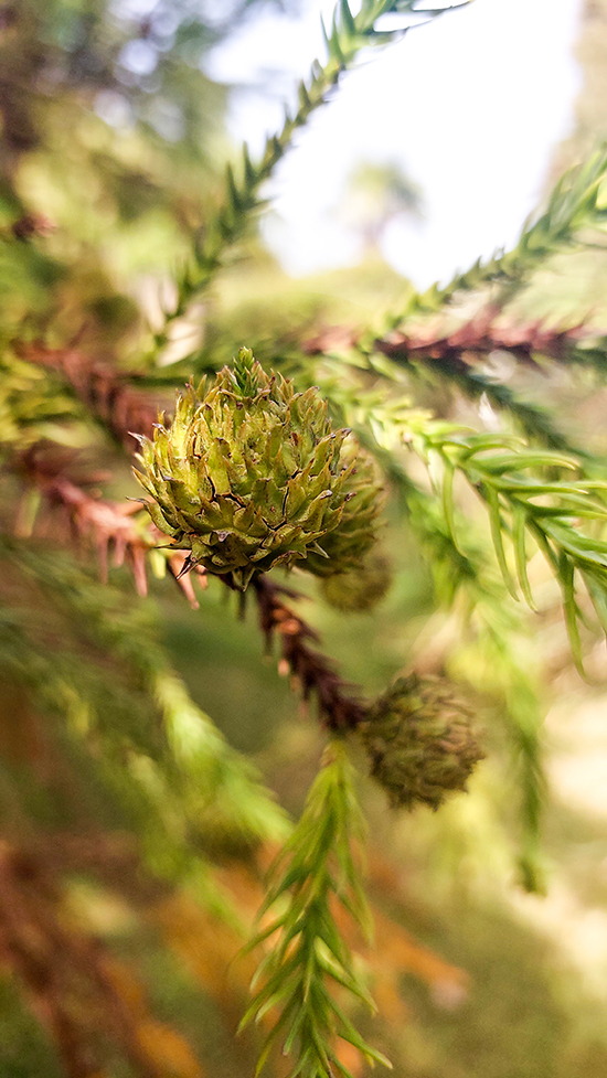 Image of Cunninghamia lanceolata specimen.